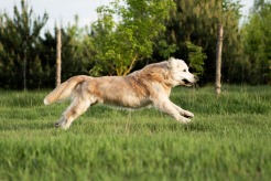 f6afbe1f592585ab935f48ae55733c39_246