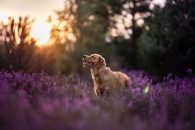 f73e6e1a1bd6e31aee1aaa771af983f8_195x130_fill