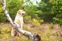 f74d1dc8620e5e92b6fbdd891315097d_246