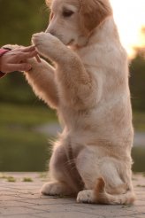 f7d6791c2f9fab852ae844e3cc4ef427_164x246