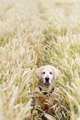 f80c90f42d8abb34be974f8fb580d4aa_164x246