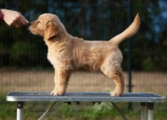 f810d947d372de8443406209ef1d4b0b_237