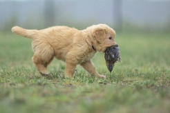 f83b25d1225adc3c96f7d690154f8c97_246