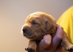 f9022eac251cbe5a97a0d4405d2ac59e_237