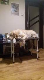 f93cd7ee58b69502542aafa750583ca4_150x270_fill