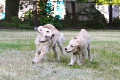 f9400bdd6b4c7bb1a45bb7cf941ea182_246