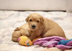 f94d69a7328dbee93b87419a96682580_235