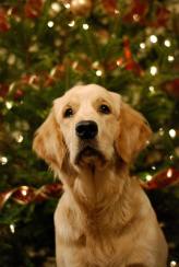 f951b13059b3c1f0eca61a68ac55de07_164x244