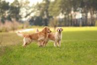 f9a3bcaaae29c956d1aa12d18a0c6678_195x130_fill