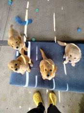 f9d3633eef5f52bd025491fd99ceb92f_174x232_fill