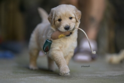 f9daa4b4ad417d5cf31abcad8f10bd63_246