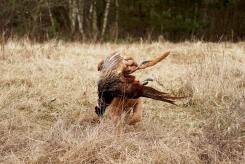 fa12460c3104ef747105bbf0f5b741e3_245