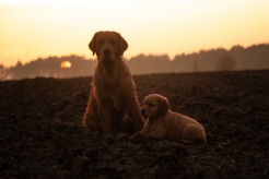 fa377315bd5223507d8895ec449a7f90_246