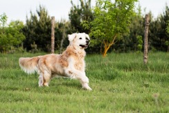 faf3403e86a6ded0f54dce5881540902_245