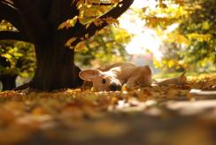 faf5e9ada1cf8789b6f06c16937b044b_244