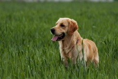 fba20f9e818973232cff16bd3d5fbb08_245