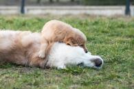 fbe337ffcd950b2736dd624b8b88cf2b_195x130_fill