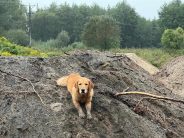 fc2af5ca91b1e1ae73ee88307b37301d_184x138_fill