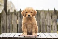 fc520aa81fa673accb14347f014acda1_195x130_fill