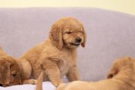 fc5f3680f0f17792d178abb2114bdaf4_195x130_fill