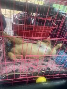 fc9e019be7bf5e8ac0771dde01917ade_138x184_fill