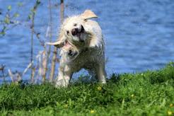 fd954c07be7a305eaf02549ebf1dd3b3_246