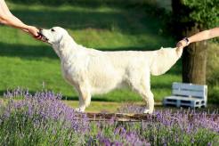 fd9857a12bdd997010aa448685887a5c_246