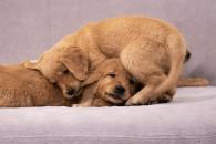 fe171c2b3903cfbb91ac7eb32d7e50c0_195x130_fill