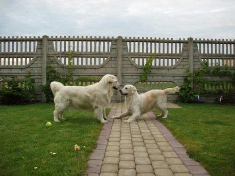 fe4ef4c119504ffacc43512562a676fd_461