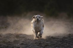 fe68fb3de6a8f3a43fee00adde9ced26_246x164_fill