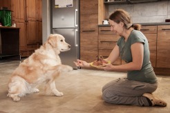 ff0f51c14518aa00b07b7f6383df7f7d_246