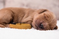 ff2c832b0ca7c3d7f8d6d509bf59ee4e_195