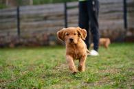 ff51239080201d73d45f360dc015a0ac_195x130_fill