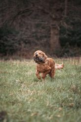 ffa8090b23d87c4a9fd17c0c2e552011_164x245