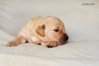 000d85048250eab10b099c32264d965c_195