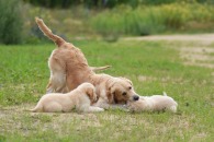 001602a094aaae47d428ca3faf21dc75_195x130_fill