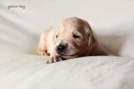 001fe062e2db1054cff6e7fb6fa435bc_195