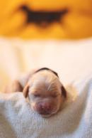 002e95fc6dea4040efedf9c0d34721d6_130x194