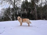 00a94461db9aa4c3e03ad563f07f297d_184x138_fill