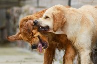 01525296fd285dc346bacfd4ce654897_195