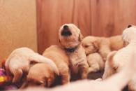 01bce62cf11a06223221c89c38699bea_195x130_fill