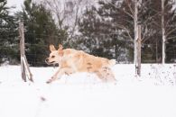 01dd996d56b1853c31f29e32e8b798fa_195