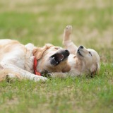 02a68dd42245289d3f904ffdb019a013_160x160_fill