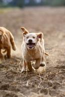 0317fdf18cd0109dd8490845208d523a_130x194