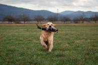 0390c5ff74fe57931b85d1d5e5de6e6c_195