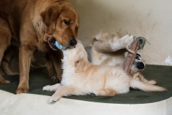 047f42b399262b424a78999336eb1ef2_245