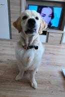 050181701b60b970a4bcf04c00a826bc_130x195_fill