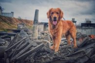 05e0c56e37ee270a4b75fdbbdbbb29c3_195x130_fill