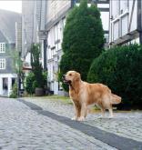 060cd9d09c6d8e7b5ead822ad11909df_156x165