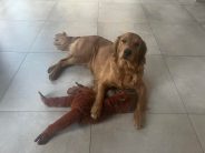 07b7189729ac5506017683fc87408eb2_184x138_fill